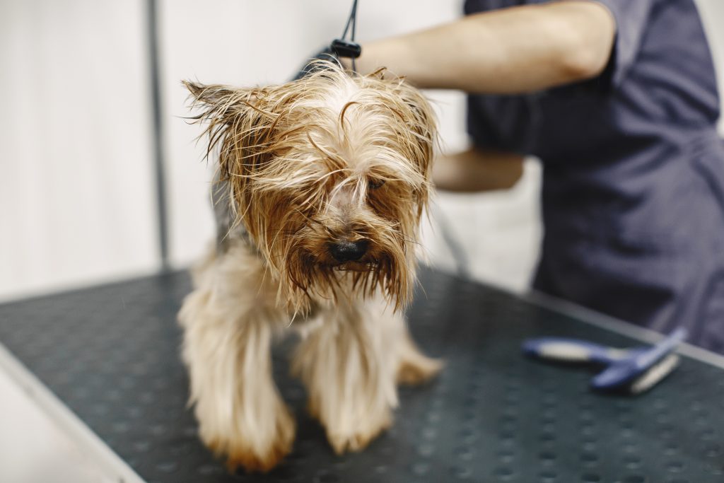 motilado de perro pequeño