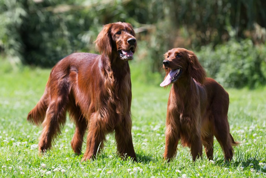 peluqueria perros doble capa