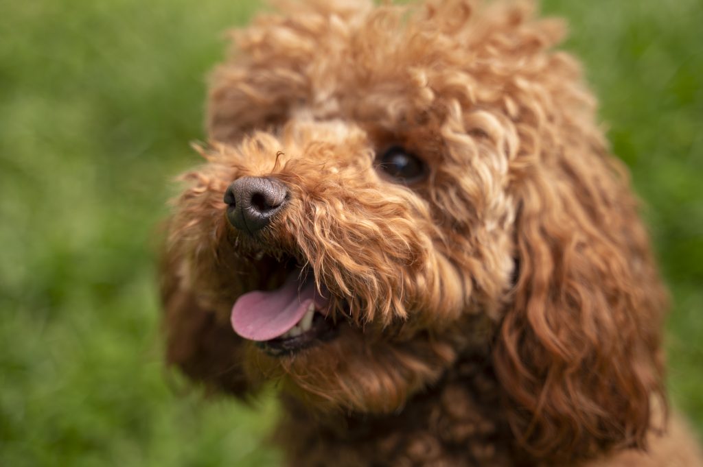 peluqueria para perros pelo crespo