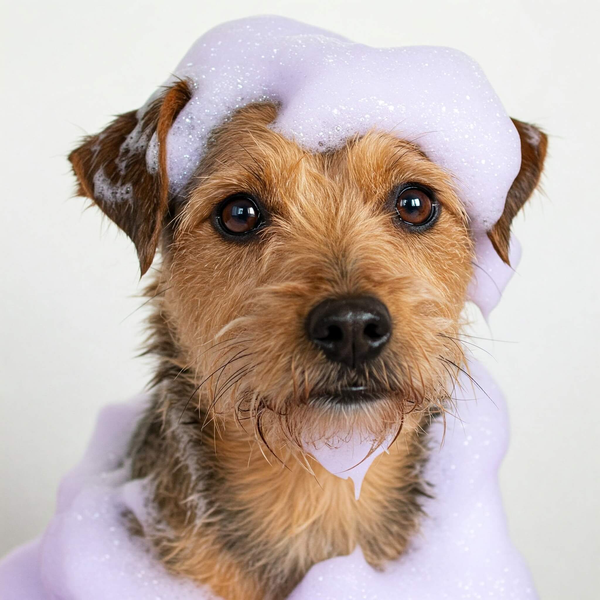 Con-que-jabon-bañar-perro